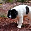 Chiot Landseer Faun et Combo z laderova